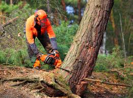 Best Tree Maintenance Programs  in Hudson, NC